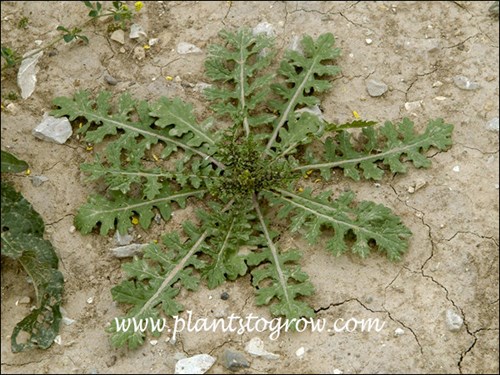 The first 4 images were taken of plants growing on a rough graded yard, where I was doing a landscape job.  They were growing happily of hard packed dry clay.